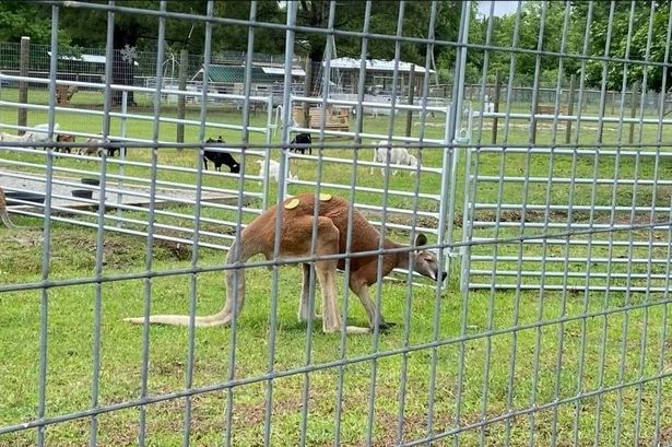 Man 'beaten to death by kangaroo' in horror attack after 'roughhousing' in enclosure