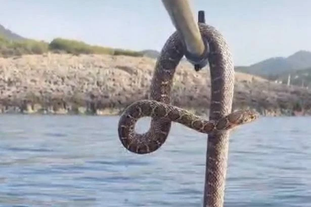 Ibiza tourists spot 6ft beasts in sea as snake plague leaves them 'too scared to swim'
