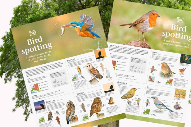 FREE DK Bird Spotting guides inside this weekend's Daily Star