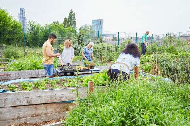 Community gardens seen as solution to UK's mental health and cost-of-living crises