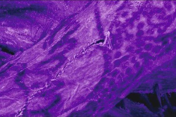 Incredibly detailed tattoos on 'ice mummy' rewrite history of ancient body art