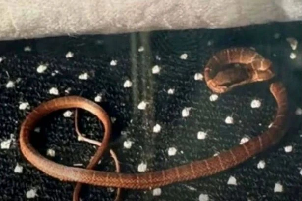 Real-life ‘Snakes on a Plane’ horror as venomous serpent escapes during UK flight