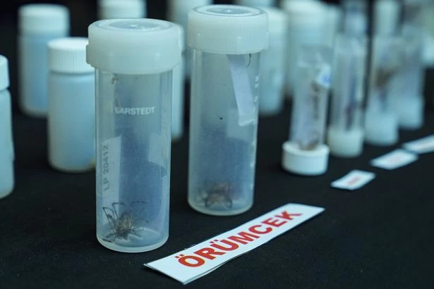 Inside bizarre £500-a-pop 'Pokemon' spider smuggling craze sweeping UK