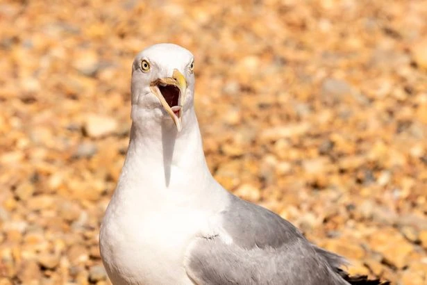 British seagulls 'getting drunk' due to weird eating habit in blistering heatwave