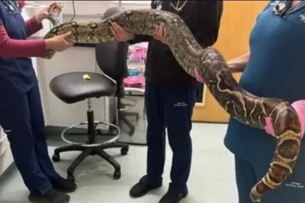 Dog walker finds huge boa constrictor lurking next to UK primary school