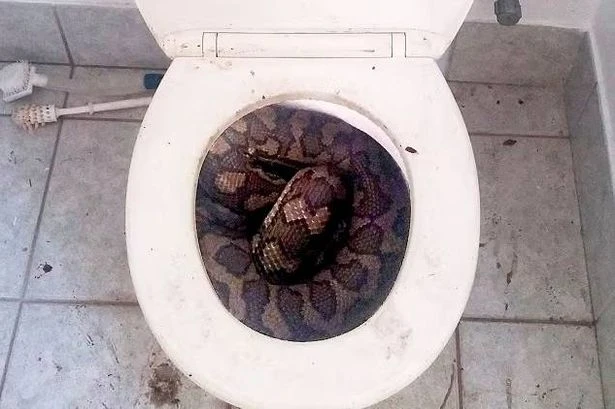 11ft snake bites man's penis on the toilet as bloodbath has him fighting for his life