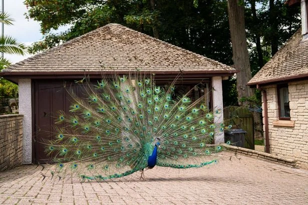 Village overrun with colony of escaped peacocks – that attack cars and poo everywhere