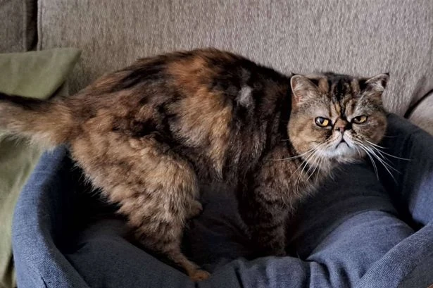 Cat trapped under floorboards 'survived by drinking beer' after vanishing for 3 weeks