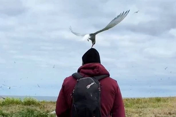 Bloke viciously mauled by birds 20 times during holiday to idyllic UK spot