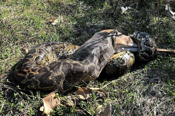 Deadly Burmese pythons can swallow prey 'far larger' than anyone thought