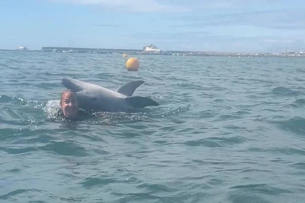 Dolphin 'tries to drown swimmers' at UK hotspot as it 'targets women in wetsuits'