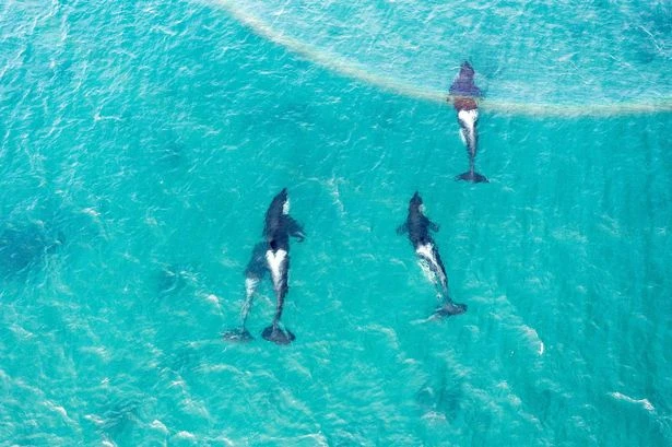 Warning to UK sailors over killer whales after orcas attack boat on Spanish coast