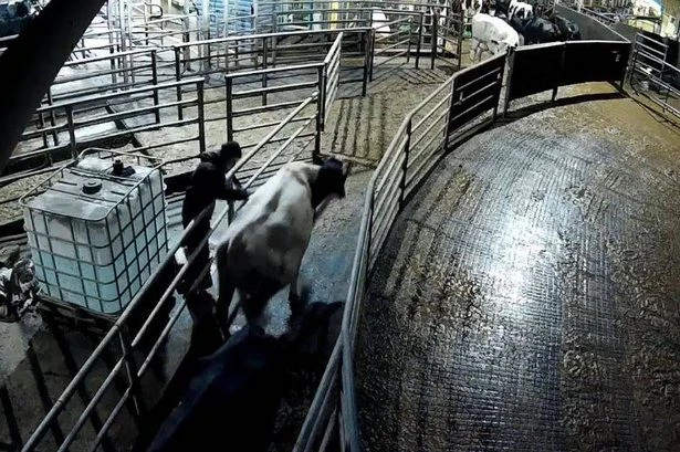 Cathedral City suspends milk use after 'disturbing' footage from Cornish farms