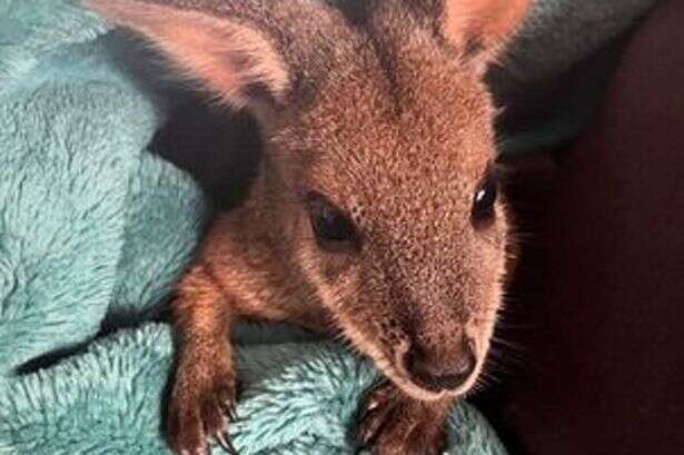 Family raise baby kangaroo after finding it inside dead mum's pouch on the road side