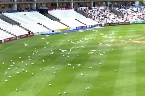 Terrifying moment hundreds of seagulls swarm cricket pitch in hunt for flying ants