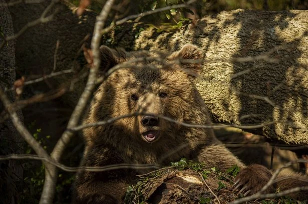 Two bears escape from enclosure at UK wildlife park sparking police hunt