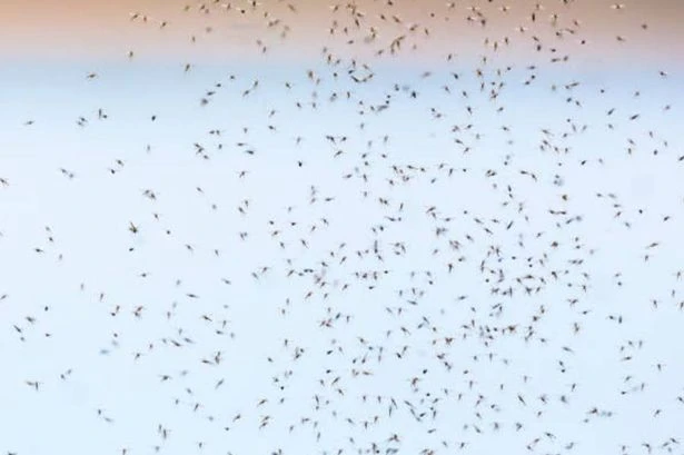 UK households told 'keep your doors and windows shut' as swarms of bugs take over