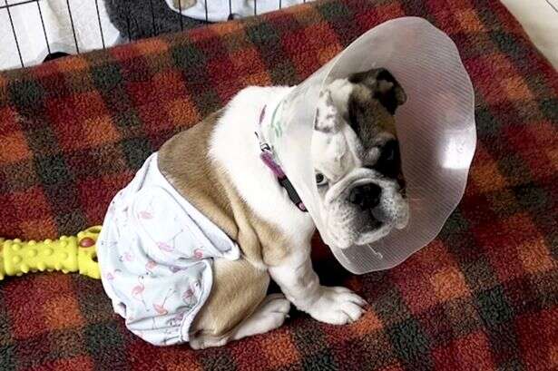 Bulldog puppy born without a bum makes miracle recovery after life-saving surgery