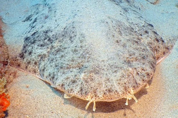 Mysterious 8ft ambush shark 'more common' on UK coast than previously thought