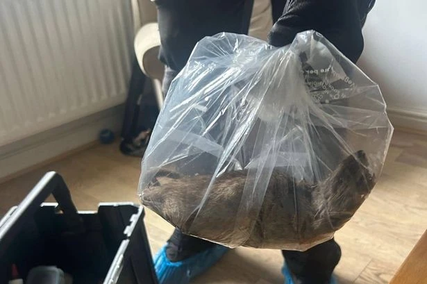 UK's 'biggest rat' found in home as council warns 'they'll keep multiplying'