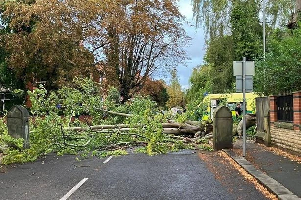 Woman dies after being hit by falling tree branch on busy south Manchester road