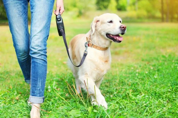 TikTok pet trend sparks vet warning after deadly money-saving tip