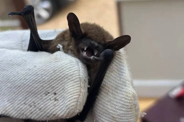Extremely rare rabies-like virus found in UK after bat rescued from back garden
