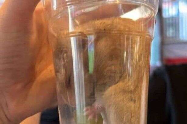 Pub-goers save hamster from certain death by scooping it up into pint glass