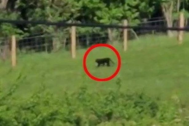 Brit on holiday up north films 'big cat' with dead rabbit in mouth in 'fascinating' sighting