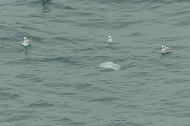 Beachgoers spot mysterious sea monster swimming close to British shoreline