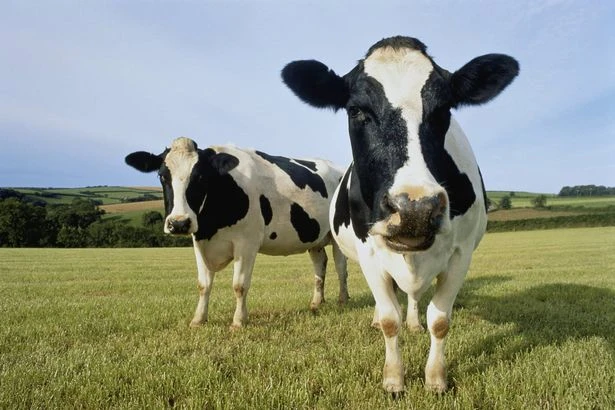 Train chaos to last seven hours as cows block railway line