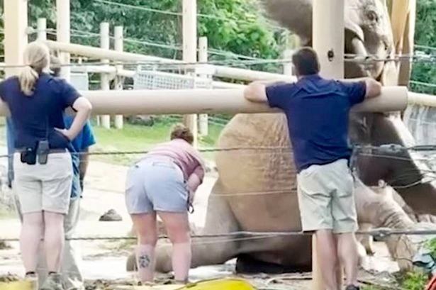 Elderly 4-tonne elephant knocked down as zoo staff praised for how they got her back up