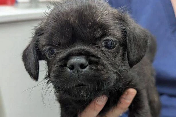 Abandoned puppies found in black bin bag in roasting 30C heatwave