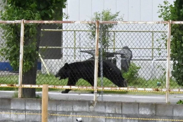 'Clever' bear that can use tap and open windows on rampage despite being shot with tranq
