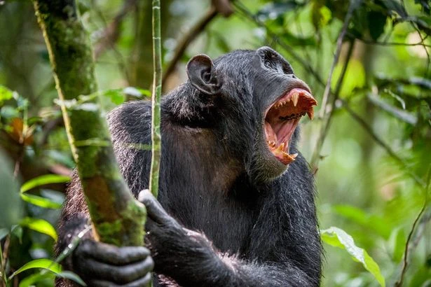 What to do if a face-ripping, bone-biting monkey attacks you – and who would win