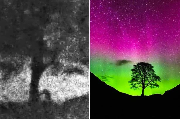 Sycamore Gap tree 'chopped down with chainsaw' as footage shows it falls in 'matter of minutes'