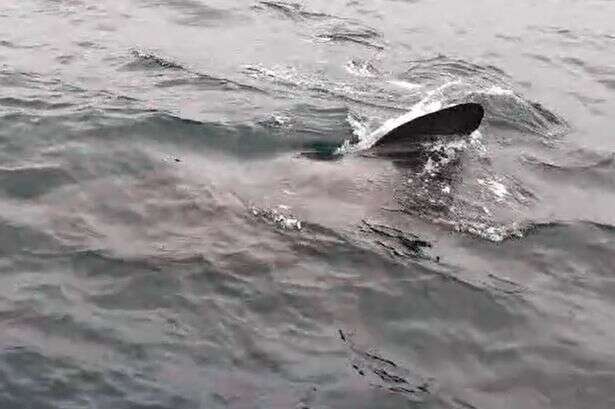 Mystery as 30ft basking shark spotted off UK coast as beachgoers warned to steer clear