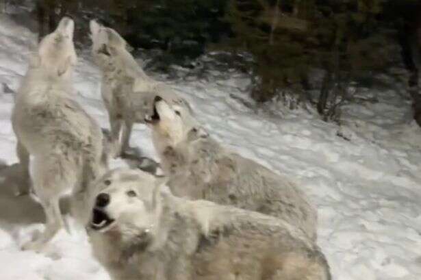 Howling pack of nine wolves surround couple's cabin at night – one selfie is wild