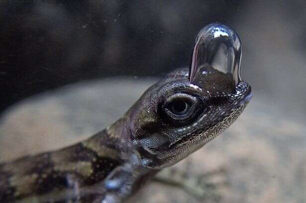 Lizards known as 'chicken nuggets of the forest' use bubble to breathe underwater