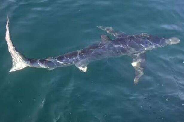 Shark chaos in Spain forces beach evacuation but fearless dog darts towards danger