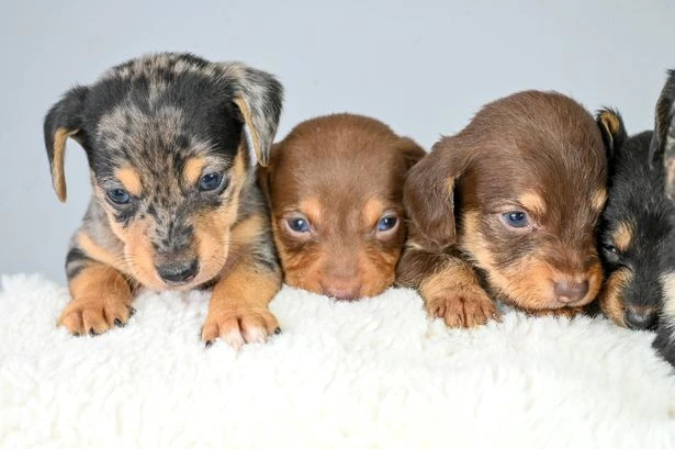 Sausage dogs crowned the nation's top pet as demand for British Bulldogs nosedives
