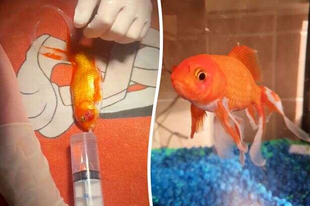 Vet performs 'first of its kind' operation on 17-year-old family goldfish