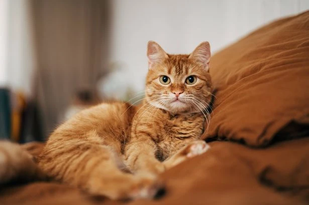 10 key signs your pet could be experiencing gut health problems - and how to help