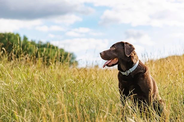 Warning signs of poor gum health every dog owner should look out for