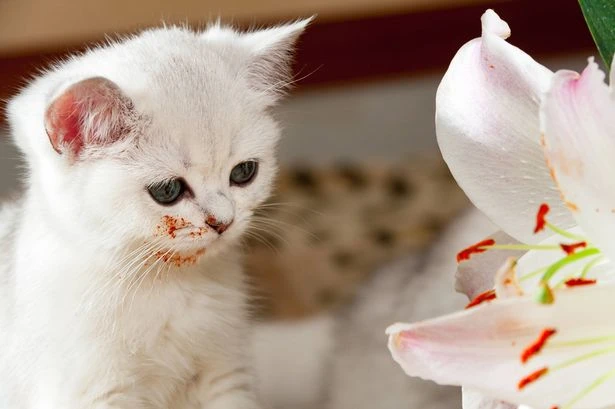 Kitten 'three hours from death' after owner spots warning signs on face
