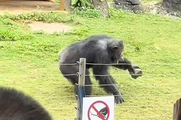Screams as famous gorilla hurls rock into crowd at zoo hitting man on head