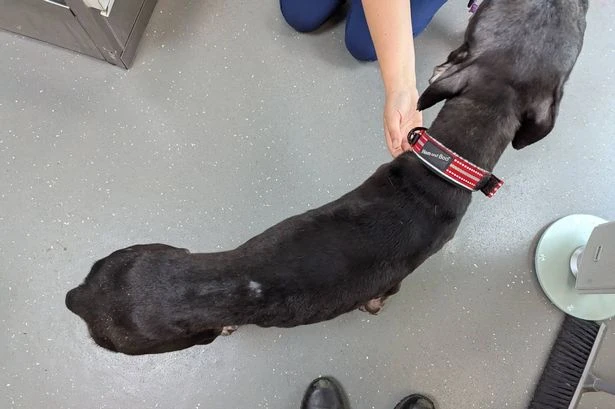 Dog abandoned in crate with heartbreaking apology note from owner who made tragic choice