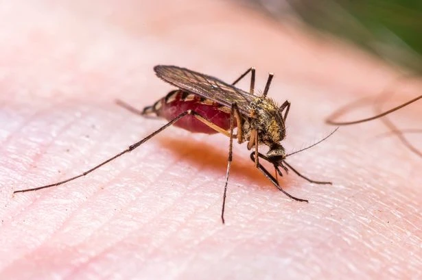 UK Health Security Agency warns Brit tourists over four illnesses you could catch on holiday