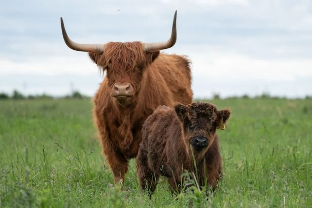 The 'amazing' Highland cow experience an hour from Birmingham with afternoon tea