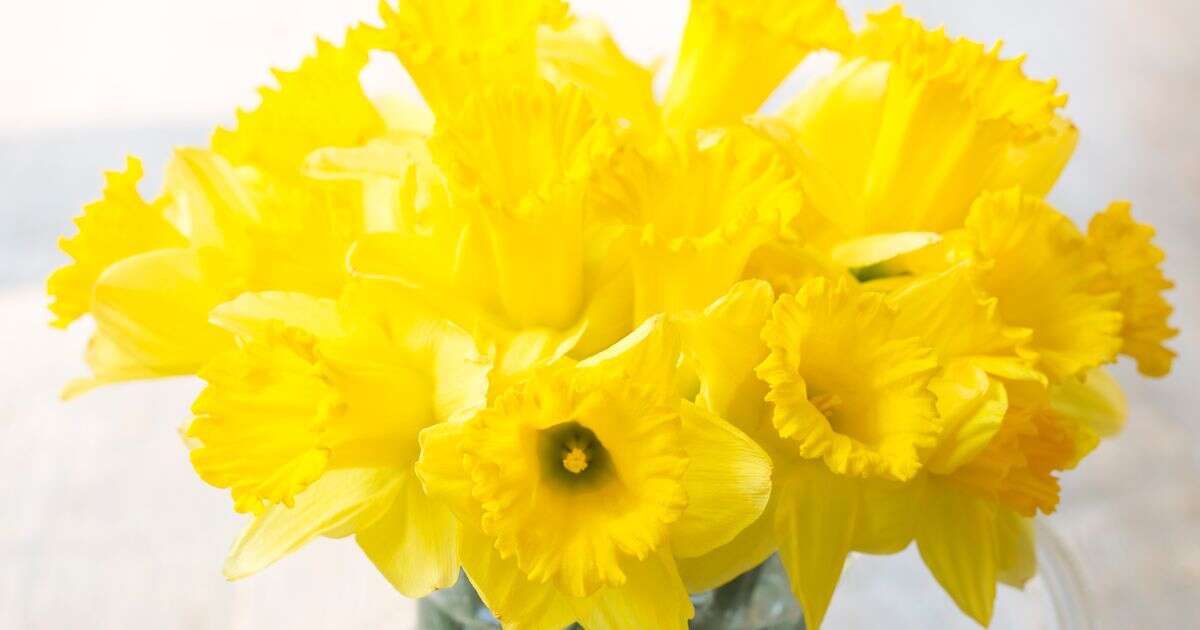 Urgent warning to people buying £1 daffodil bouquets from supermarkets